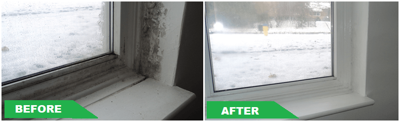 mold-removal-kitchener
