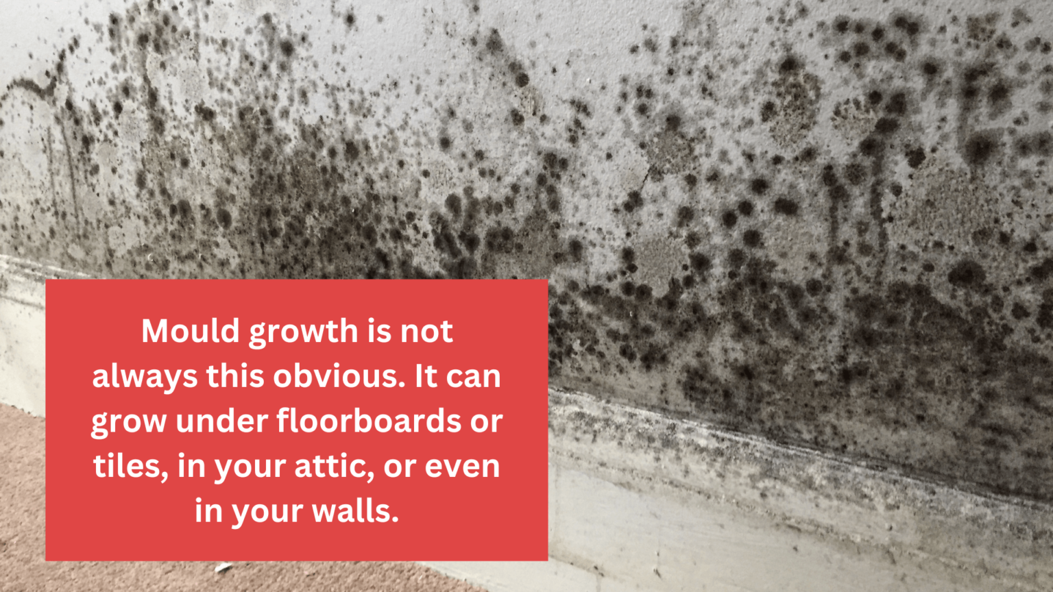 how to remove mould growth